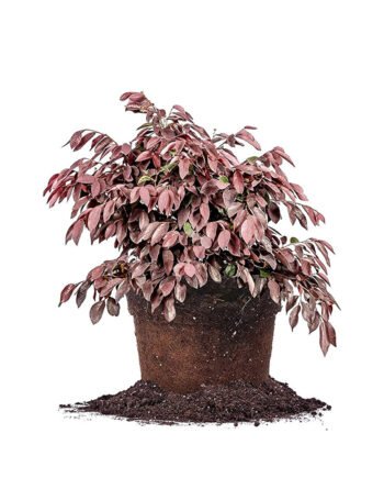 Red Easy Care Plant