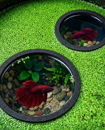 4PCS Aquarium Floating Plant Rings with Feeding Spoon – EVA Duckweed Floating Circles